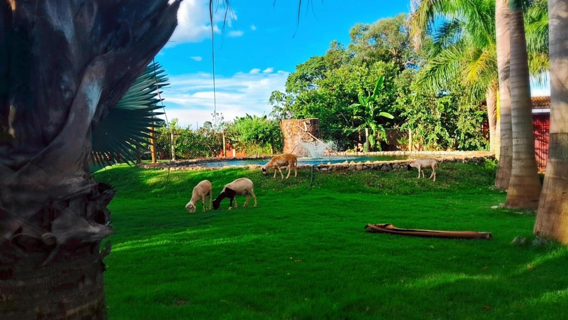 Pousada Cafe Da Roca Campos Gerais Ngoại thất bức ảnh